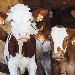 Inteligência de Dados para Saúde Animal