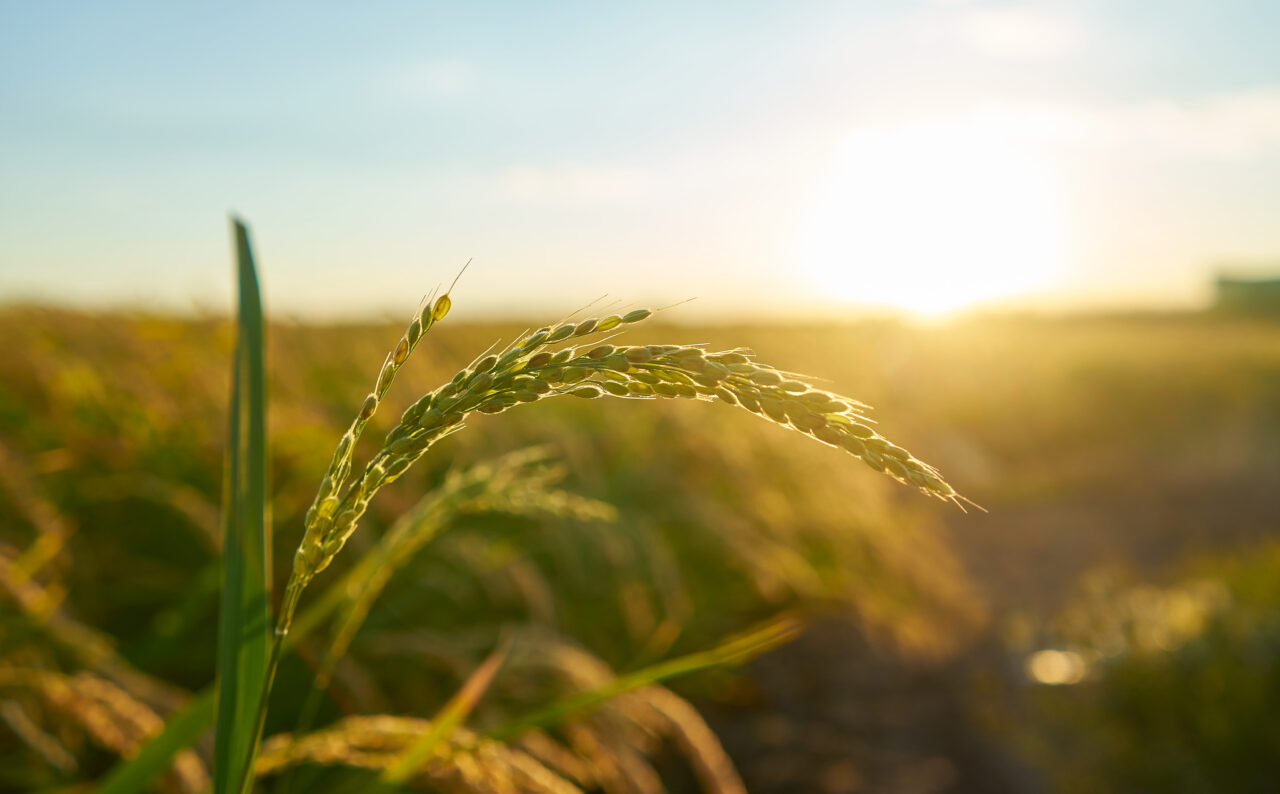sustentabilidade-esg